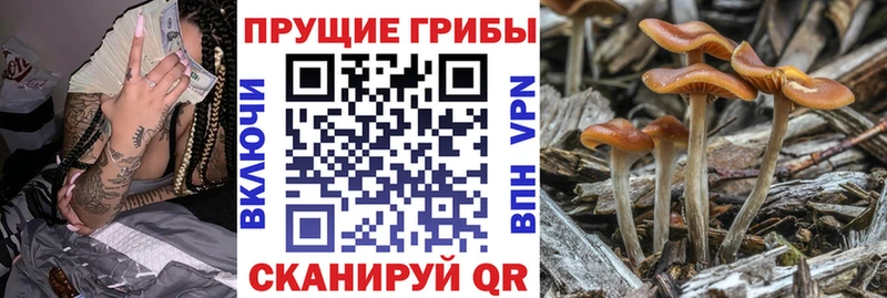 Купить закладки  Каменск-Уральский  Псилоцибиновые грибы Psilocybine cubensis 